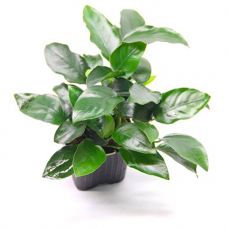 Anubias Nana Bigfoot XL - Plante en pot pour aquarium