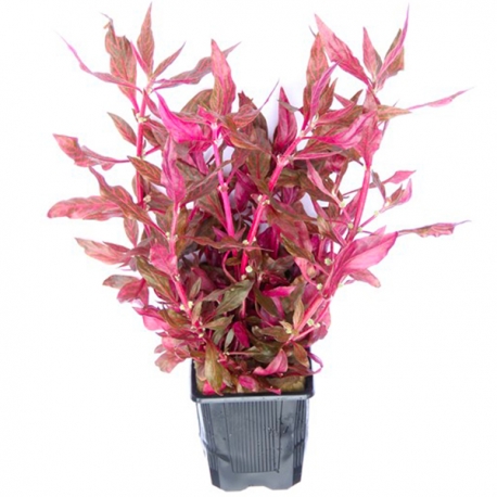 Alternanthera Reineckii Red Ruby XXL - Plante pied-mère pour Aquarium