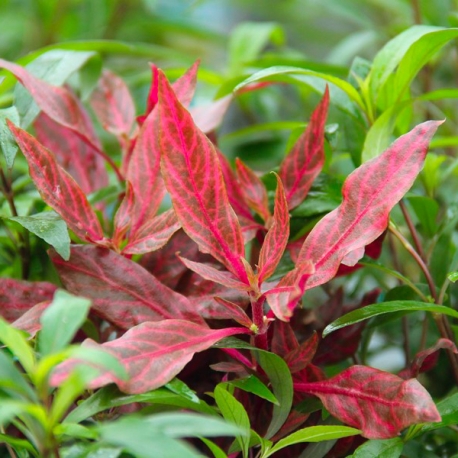 Alternanthera Reineckii Red Ruby XXL - Plante pied-mère pour Aquarium