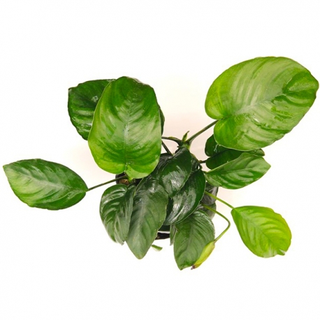 Anubias Barteri XXL - Plante pied-mère pour Aquarium