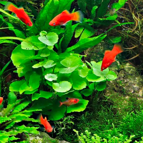 Hydrocotyle Leucocephala XXL - Plante pied-mère pour Aquarium