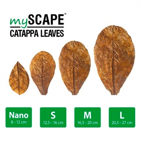 ARKA mySCAPE-Catappa - Feuilles de Badamier - Taille L 20,5/27 cm - 10 pièces