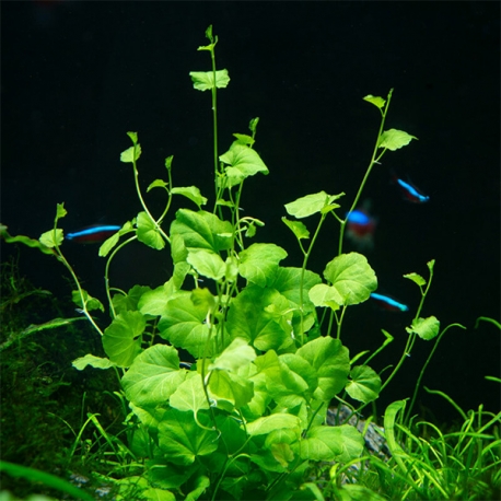 Cardamine Lyrata - Plante en pot pour aquarium