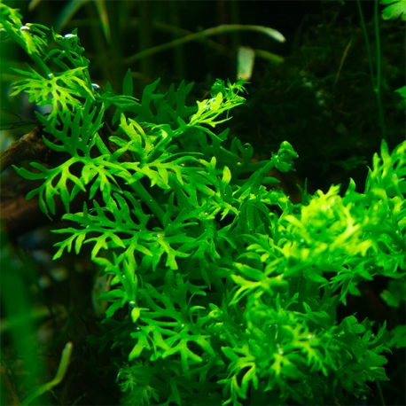 Ceratopteris Thalictroides (fougère de sumatra) - Plante pour Aquarium