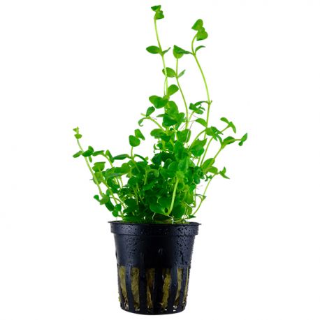 Bacopa SP - Plante en pot pour aquarium