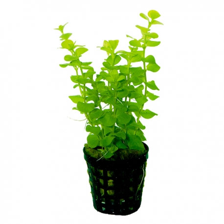 Lysimachia SP - Plante en pot pour aquarium