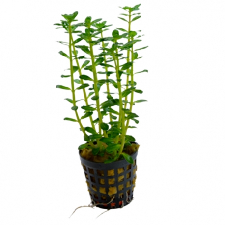 Rotala SP - Plante en pot pour aquarium