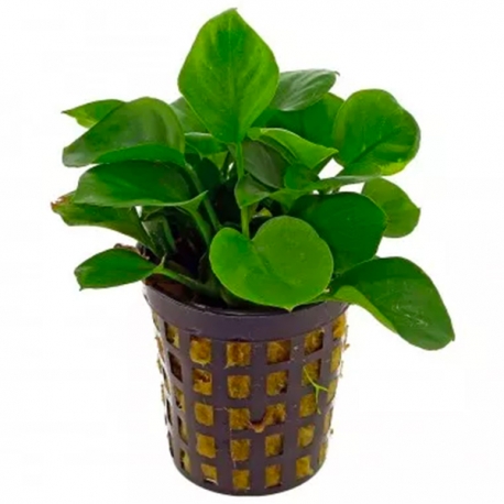 Anubias SP - Plante en pot pour aquarium