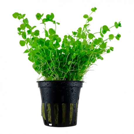 Micranthemum SP - Plante en pot pour aquarium