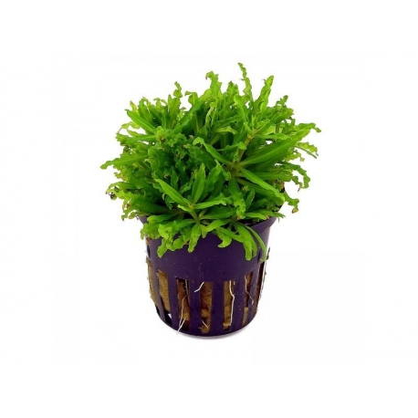 Plante Aquarium - POGOSTEMON HELFERI - 5CM 