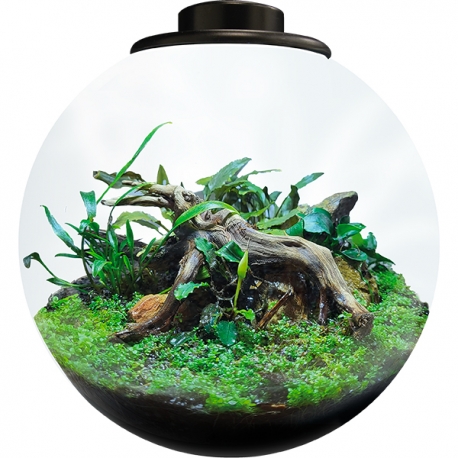 BIOART Bowl 225 LED Nano Garden - Noir - Terrarium Livré Complet - 5,1 Litres