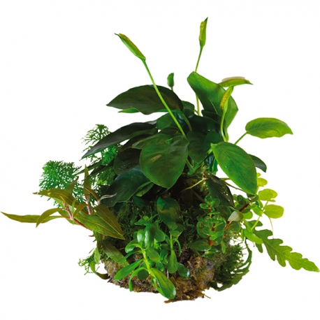 BIOART Ball Anubias Nana - Plante sous blister pour 