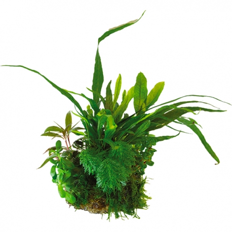 BIOART Ball Microsorum Pteropus - Plante sous blister