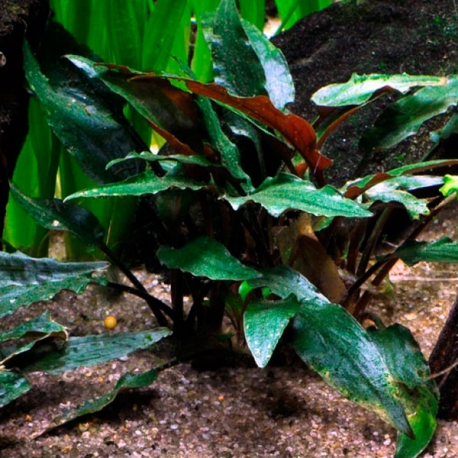 TROPICA Cryptocoryne Beckettii Petchii, plante en pot pour aquarium