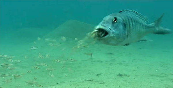 Certaines Especes De Poissons Incubent Leurs œufs Dans La Bouche Aqua Store