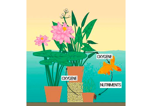 Plantes oxygénantes