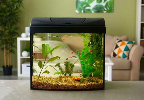 Quels poissons d'eau douce sont adaptés aux petits aquariums (moins de 50 litres) ?