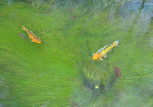 Anti-Algues Filamenteuses Bassin. Produit d'entretien 1000ml - Le Poisson  Qui Jardine