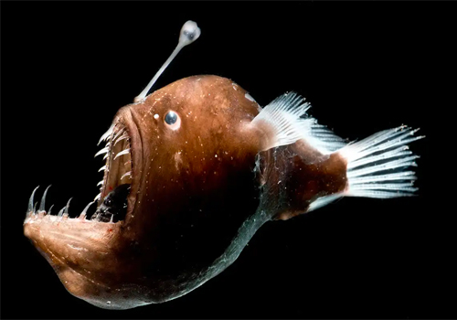 Poissons-pêcheurs : ces créatures de cauchemar cachées sous la mer...