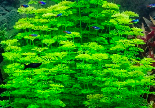 Les 5 plantes faciles à pousse rapide pour votre aquarium !