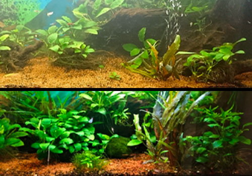 Engrais pour plante d'aquarium Ferropol 24 : Soins des plantes