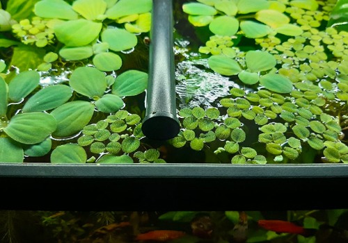 Quels sont les bienfaits des plantes flottantes pour votre aquarium ?