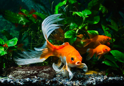 L'aquarium idéal pour le poisson rouge - Poisson Rouge - Le Blog