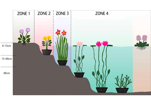 Quelle plante aquatique choisir pour un petit bassin ?
