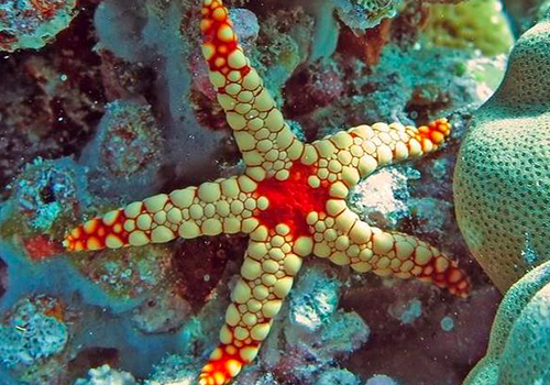 Les 3 créatures marines les plus insolites ! 