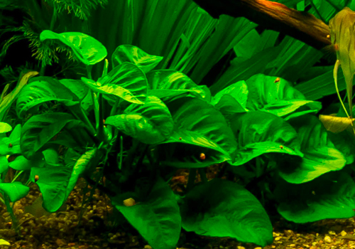 Les secrets des Anubias : beauté et facilité d'entretien pour votre aquarium !