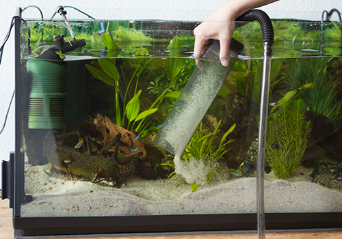 Décoration aquarium : plantes, racines, statuettes, sable