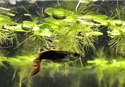 Aquastuce  Limiter les plantes flottantes en aquarium ! 