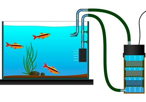 Les paramètres de l'eau pour l'aquarium d'eau douce - Ne perdez