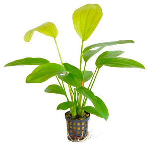  PROMOTION PLANTES AQUATIQUES 